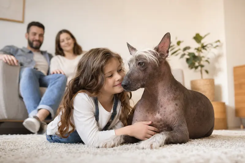 Ein freundlicher Inka-Nackthund liegt entspannt neben einem Kind im hellen Wohnzimmer einer Familie.