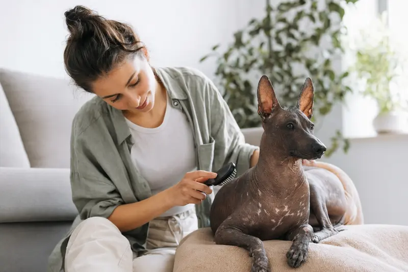 Ein Inka-Nackthund wird in einer hellen Wohnung sanft gebürstet und liebevoll gepflegt.