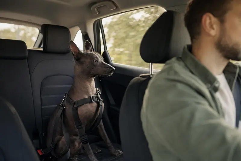 Ein Inka-Nackthund sitzt sicher angeschnallt auf der Rückbank eines Autos, während sein Besitzer ruhig fährt.