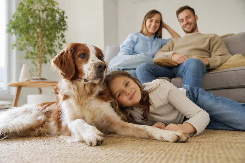 Ein freundlicher Irisch rot-weißer Setter liegt entspannt neben einem Kind im hellen Wohnzimmer als Bild zur Hundeversicherung.