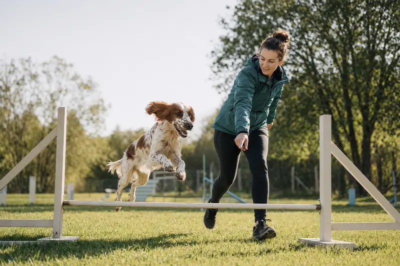 Ein aktiver Irisch rot-weisser Setter springt mit seinem Besitzer über eine kleine Trainingshürde auf dem Hundeplatz.
