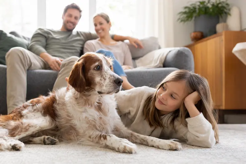 Ein freundlicher Irischer Rot-Weißer Setter liegt entspannt neben einem Kind im Wohnzimmer und vermittelt eine warme Familienatmosphäre.