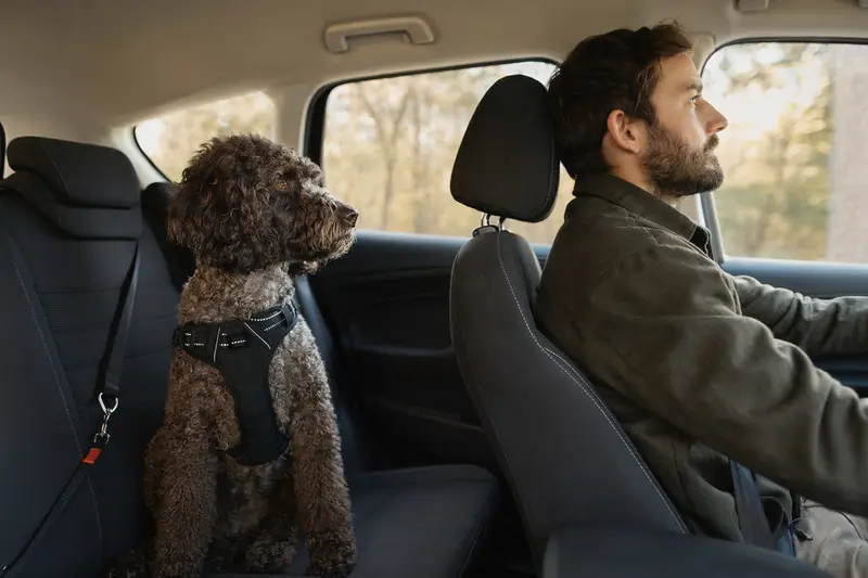 Ein Irischer Wasserspaniel sitzt sicher angeschnallt auf der Rückbank eines Autos, während die Sonne durch das Fenster scheint.