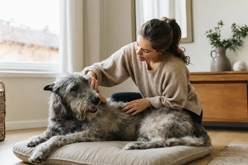 Ein Irischer Wolfshund wird zuhause sanft gebürstet, während sein Besitzer liebevoll die Fellpflege übernimmt.