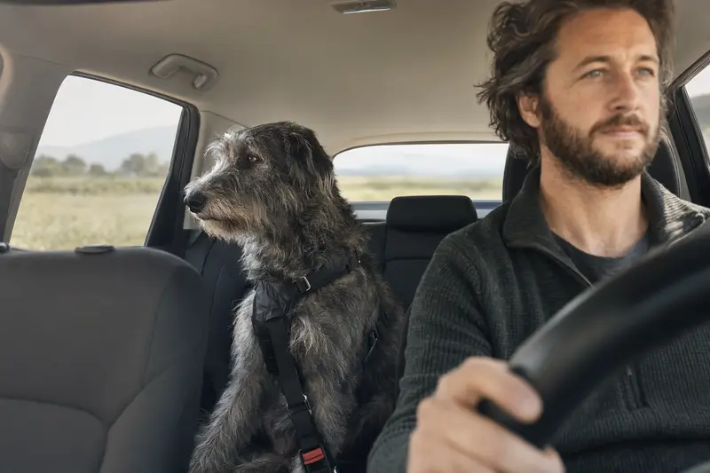 Ein irischer Wolfshund sitzt sicher angeschnallt auf der Rückbank eines Autos und genießt das Sonnenlicht.