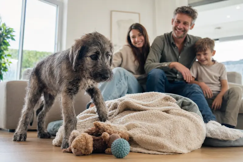 Ein neugieriger Irischer Wolfshund Welpe erkundet sein neues Zuhause mit einer weichen Decke und Spielzeug, während eine liebevolle Familie im Hintergrund zu sehen ist.