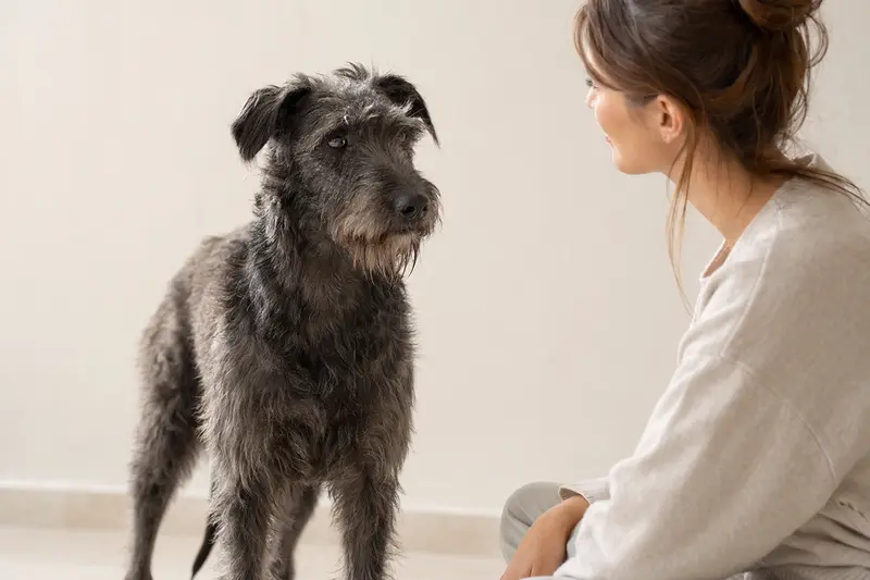 Ein aufmerksamer Irish Blue Terrier steht in natürlicher Haltung vor hellem Hintergrund als realistisches Hundeporträt.