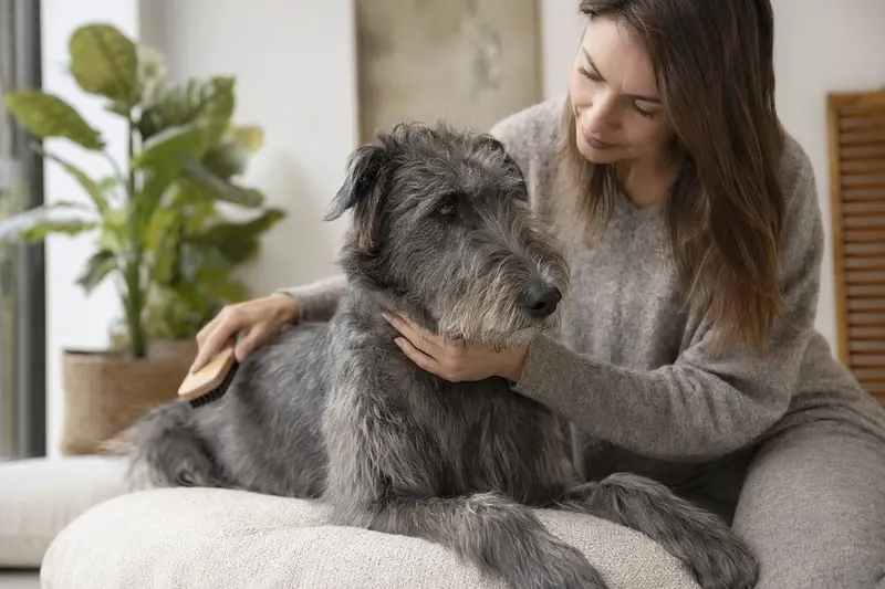 Ein Irish Blue Terrier wird in einer hellen Wohnung liebevoll gebürstet und gepflegt, was für verantwortungsvolle Fellpflege und Gesundheit steht.