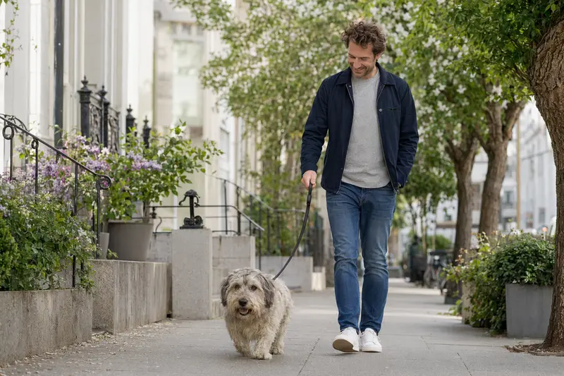 Ein Irish Glen of Imaal Terrier läuft entspannt an der Leine mit seinem Besitzer durch eine saubere moderne Stadtstraße.