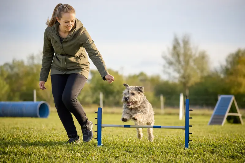 Ein Irish Glen of Imaal Terrier trainiert mit seinem Besitzer auf einem Hundeplatz über eine kleine Hürde.