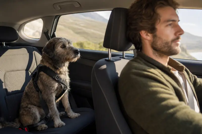 Ein Irish Glen of Imaal Terrier sitzt sicher angeschnallt auf der Rückbank eines Autos, während der Besitzer ruhig fährt.