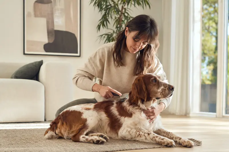 Ein Irish Red and White Setter wird in einer hellen Wohnung liebevoll gebürstet, während sein Besitzer die Fellpflege ruhig und sorgfältig übernimmt.