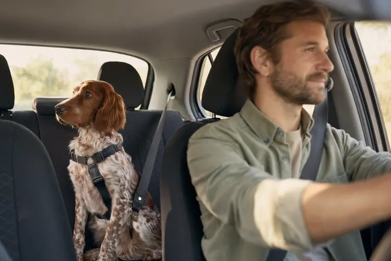Ein Irish Red and White Setter sicher angeschnallt auf der Rückbank eines Autos, während der Besitzer fährt.