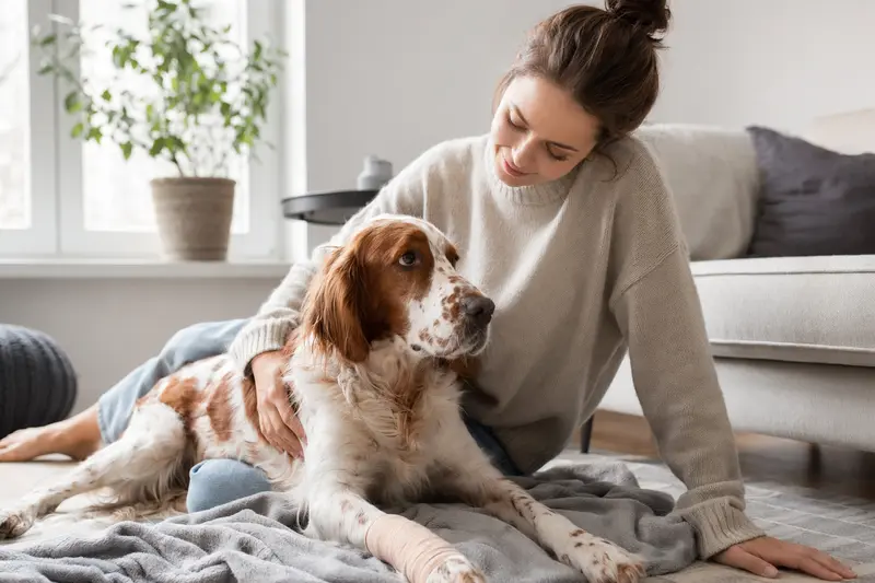Ein Irish Red and White Setter mit einem leichten Verband liegt entspannt auf einer Decke, während sein Besitzer neben ihm sitzt und erleichtert aussieht.