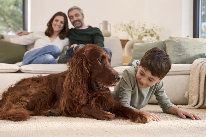Ein freundlicher Irish Red Setter liegt entspannt neben einem Kind im Wohnzimmer, während die Eltern im Hintergrund eine warme, sichere Familienatmosphäre schaffen.