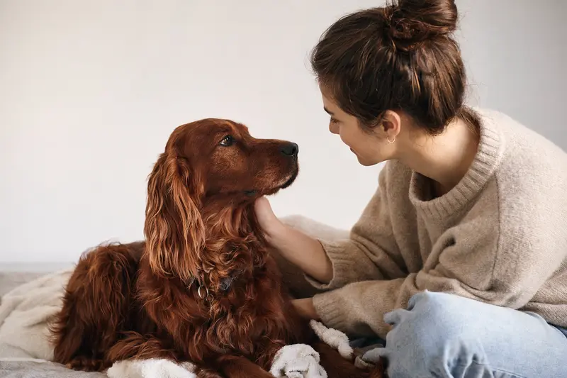 Ein Irish Red Setter steht aufmerksam in natürlicher Haltung vor hellem Hintergrund und zeigt die typische Fellstruktur der Hunderasse.