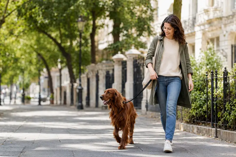 Ein Irish Red Setter läuft an der Leine mit seinem Besitzer durch eine freundliche moderne Stadtstraße.