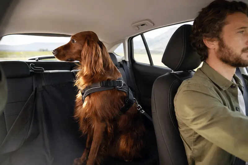 Ein Irish Red Setter sitzt sicher angeschnallt auf der Rückbank eines Autos, während der Besitzer ruhig fährt und Sonnenlicht durch das Fenster fällt.