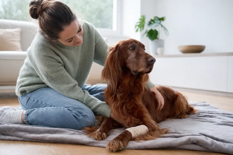 Irish Red Setter mit leichtem Verband an der Pfote liegt ruhig auf einer Decke, während sein Besitzer erleichtert neben ihm sitzt.