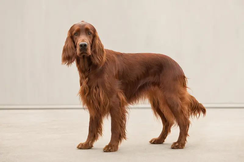 Ein aufmerksamer Irish Setter steht in natürlicher Haltung vor hellem Hintergrund als professionelles Hundeportrait.