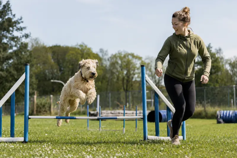 Ein Irish Soft-Coated Wheaten Terrier springt beim Hundetraining mit seinem Besitzer über eine kleine Hürde auf dem Hundeplatz.