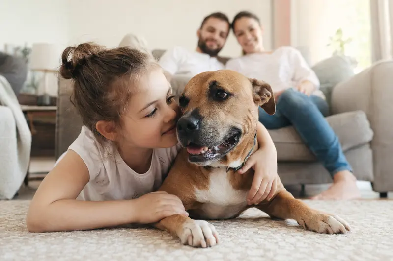 Ein freundlicher Irish Staffordshire Terrier liegt entspannt neben einem Kind im Wohnzimmer in einer sicheren Familienumgebung.