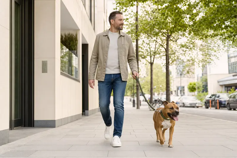 Ein Irish Staffordshire Terrier läuft entspannt an der Leine mit seinem Besitzer durch eine saubere moderne Stadtstraße.
