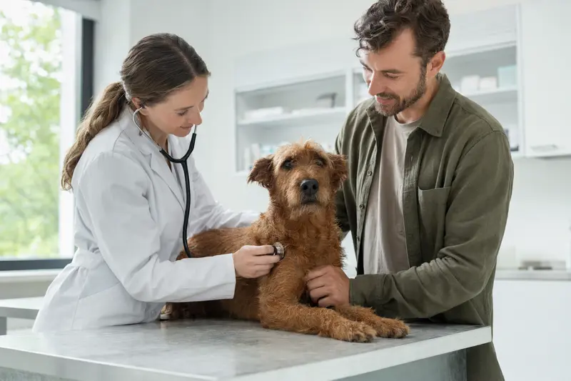 Ein ruhiger Irish Terrier wird von einer freundlichen Tierärztin mit einem Stethoskop in einer modernen Tierarztpraxis untersucht, während der Besitzer beruhigend daneben steht.