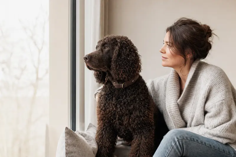 Irish Water Spaniel im Portrait vor hellem Hintergrund mit typischer Fellstruktur und aufmerksamer Haltung.