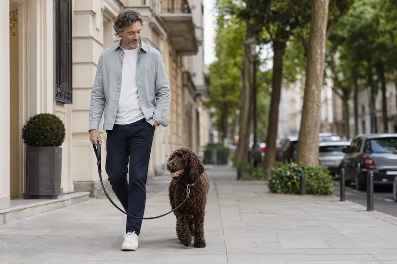 Ein Irish Water Spaniel läuft an der Leine mit seinem Besitzer durch eine freundliche Stadtstraße im Alltag.