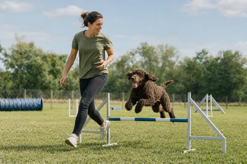 Ein aktiver Irish Water Spaniel trainiert mit seinem Besitzer auf dem Hundeplatz über eine kleine Trainingshürde.