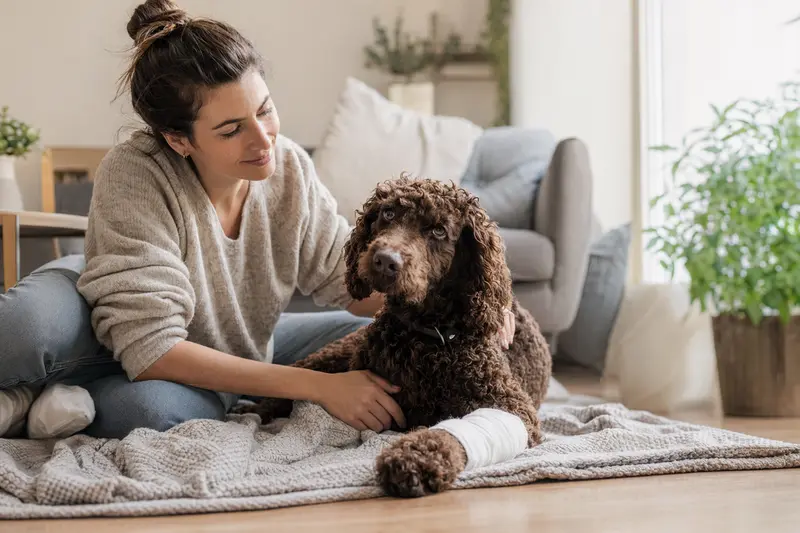 Ein Irish Water Spaniel Hund mit einem leichten Verband an der Pfote liegt ruhig neben seinem erleichtert wirkenden Besitzer auf einer Decke in einer hellen Wohnung.