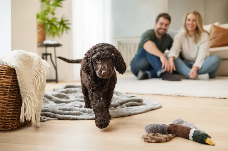 Ein neugieriger Irish Water Spaniel Welpe entdeckt sein neues Zuhause mit weicher Decke und Spielzeug vor einer liebevollen Familie.