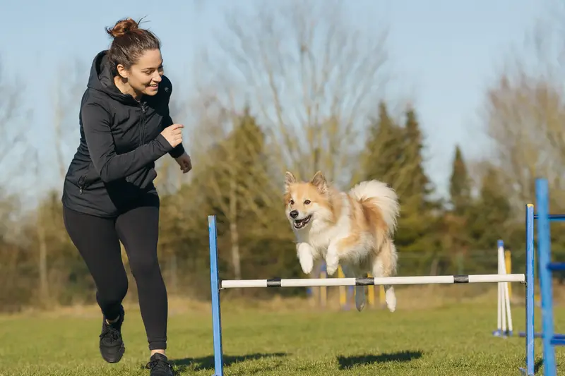 Ein Isländischer Spitz trainiert mit seinem Besitzer auf einem Hundeplatz über eine kleine Hürde in sonniger Atmosphäre.