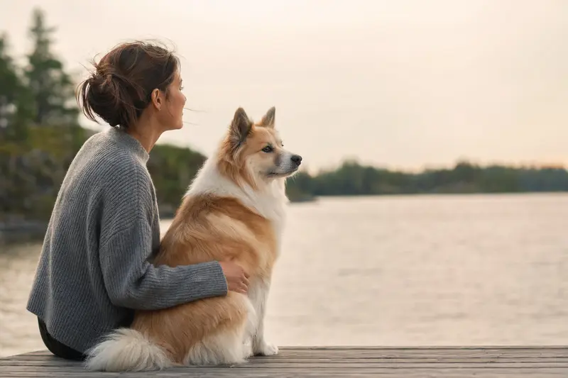 Ein aufmerksamer Islandhund steht in natürlicher Haltung vor hellem Hintergrund und zeigt die typische Fellstruktur der Rasse.