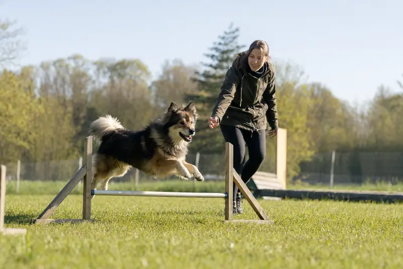 Ein aktiver Islandhund springt mit seinem Besitzer über eine kleine Trainingshürde auf dem Hundeplatz.