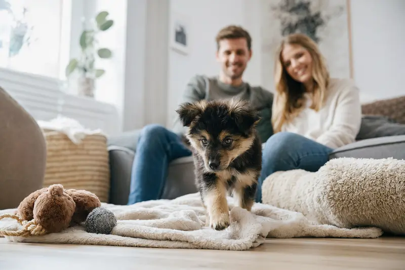 Ein junger Islandhund Welpe erkundet neugierig sein neues Zuhause mit liebevoller Familie im Hintergrund.