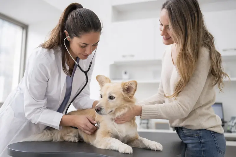 Ein ruhiger Israel Spitz Hund wird sorgfältig von einer freundlichen Tierärztin mit einem Stethoskop untersucht, während sein Besitzer beruhigend daneben steht.