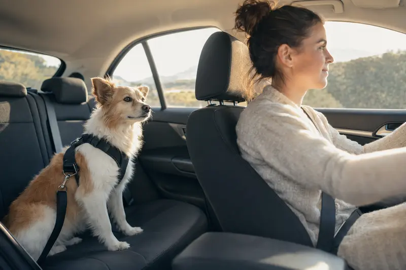 Ein Israel Spitz Hund sitzt sicher angeschnallt auf der Rückbank eines Autos und genießt die Fahrt bei Sonnenlicht.