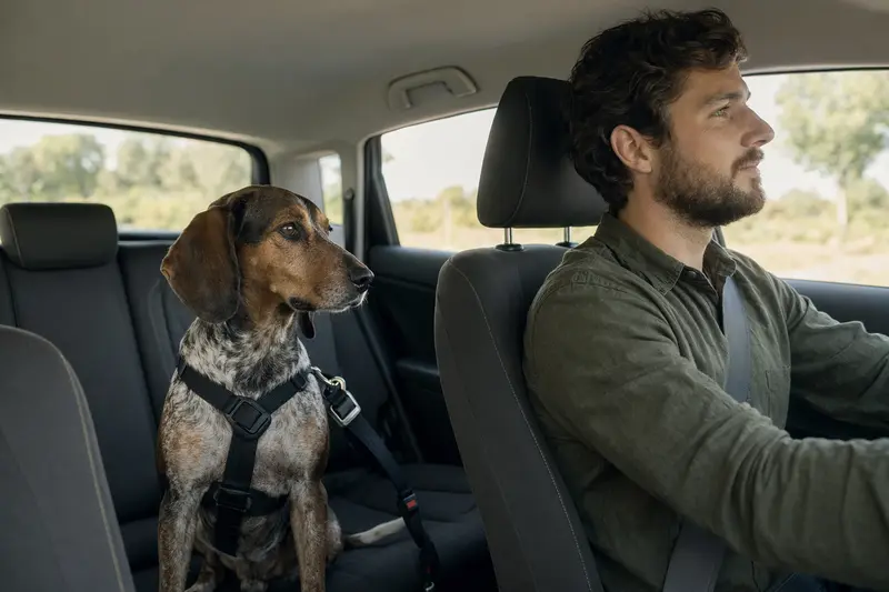 Ein Istarski Kratkodlaki Gonic Hund sicher angeschnallt auf der Rückbank eines Autos, während der Besitzer ruhig fährt.