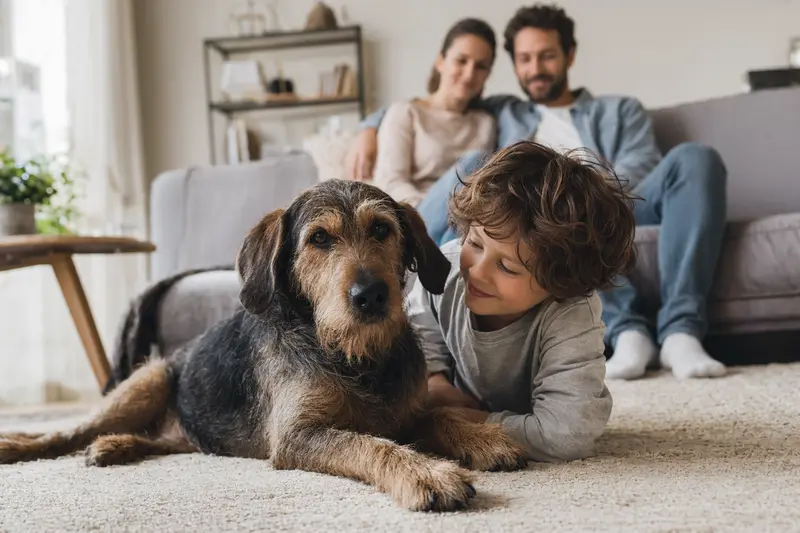 Ein entspannter Istarski Ostrodlaki Gonic liegt neben einem Kind im hellen Wohnzimmer in einer sicheren Familienatmosphäre.