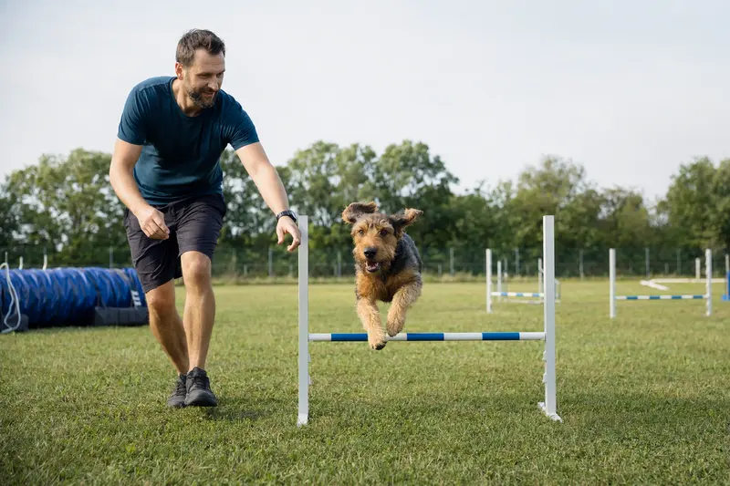 Ein Istarski Ostrodlaki Gonic springt mit seinem Besitzer über eine kleine Trainingshürde auf dem Hundeplatz.