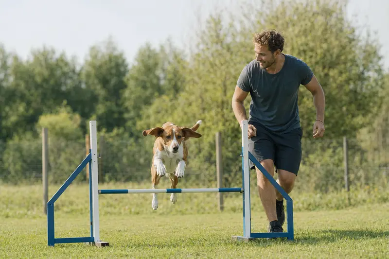 Italienische Bracke trainiert mit ihrem Besitzer an einer kleinen Trainingshürde auf dem Hundeplatz.