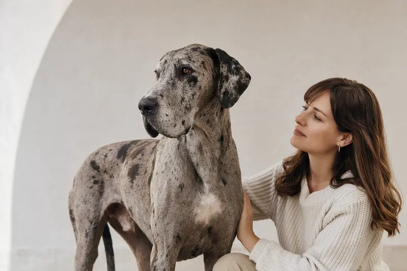 Italienische Dogge in natürlicher Haltung vor hellem Hintergrund als hochwertiges Hundefoto für einen Ratgeber zur Tiergesundheit und Hundeversicherung.