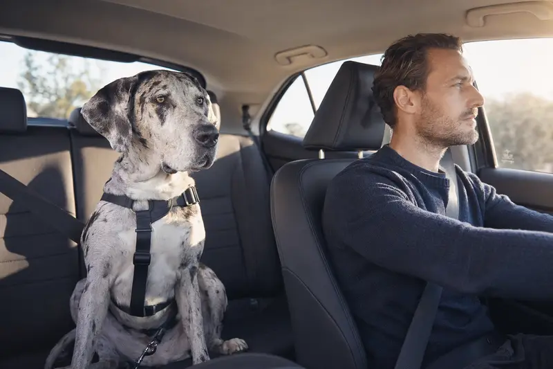Eine Italienische Dogge sitzt sicher angeschnallt auf der Rückbank eines Autos und genießt das Sonnenlicht.