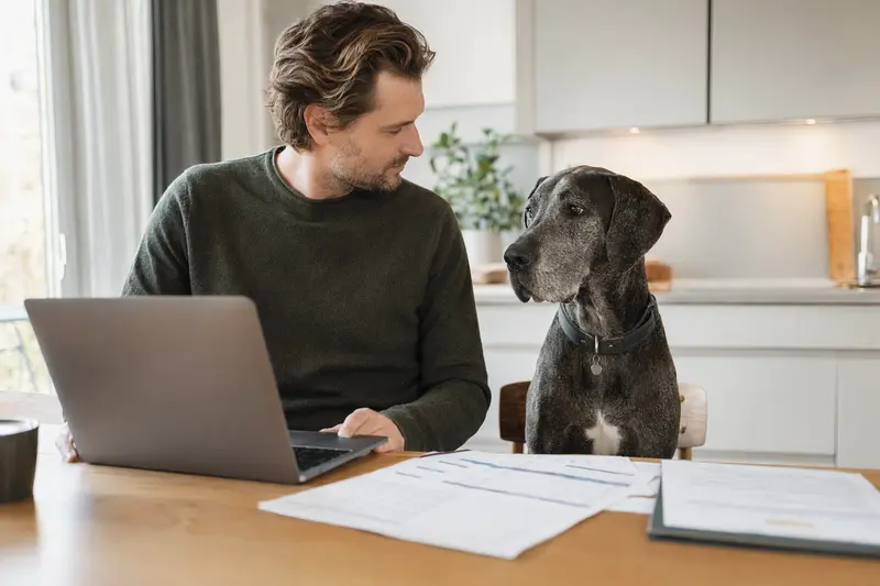 Eine Italienische Dogge sitzt entspannt neben ihrem Besitzer am Küchentisch, während Versicherungsunterlagen und ein Laptop mit Vergleichsseite sichtbar sind.