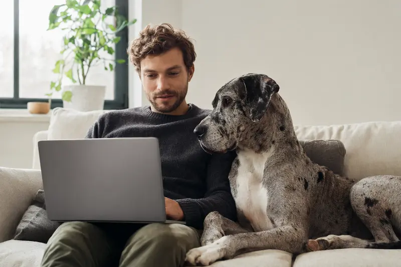 Ein Hundebesitzer sitzt entspannt mit Laptop auf dem Sofa und vergleicht Versicherungen neben seiner Italienischen Dogge.