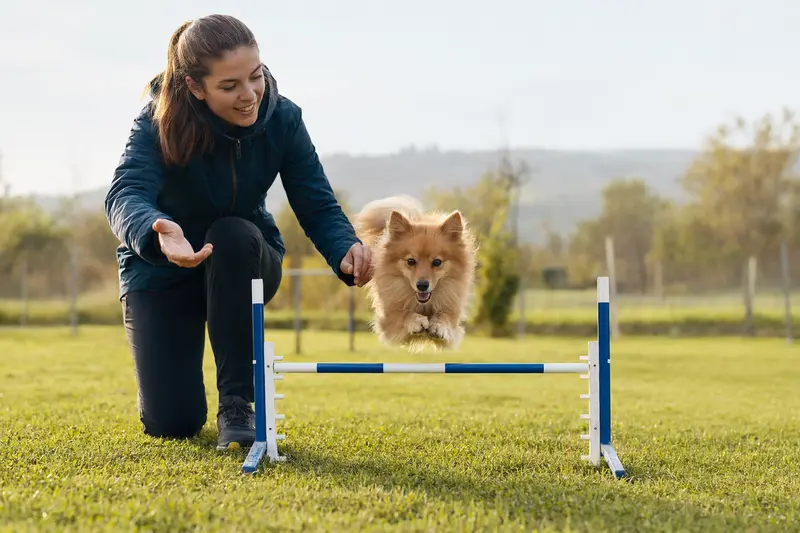 Ein Italienischer Kleinspitz springt mit seinem Besitzer über eine kleine Trainingshürde auf dem Hundeplatz.