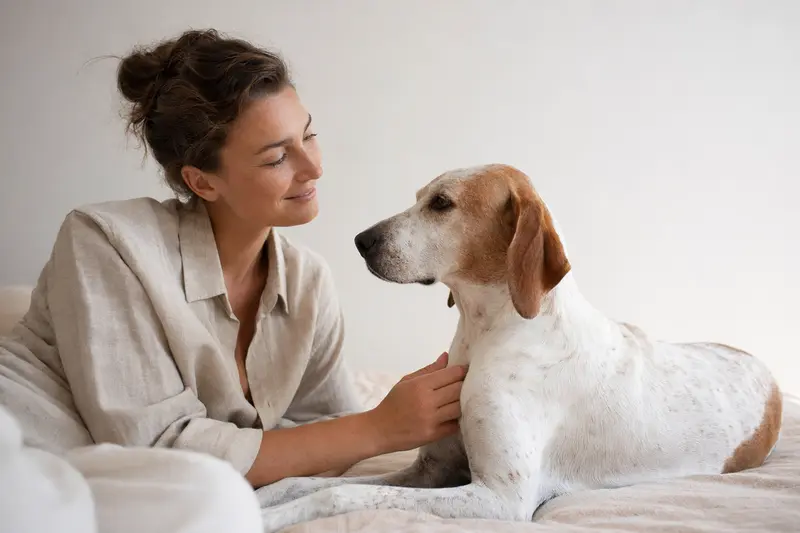 Italienischer Laufhund steht aufmerksam vor hellem Hintergrund und zeigt die typische elegante Körperform der Rasse.