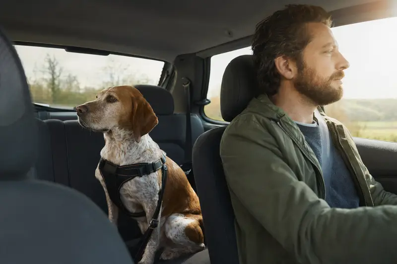 Ein Italienischer Laufhund sitzt sicher angeschnallt auf der Rückbank eines Autos, während der Besitzer ruhig fährt.